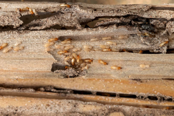 Best Local Pest Control Services  in Fox River Grove, IL